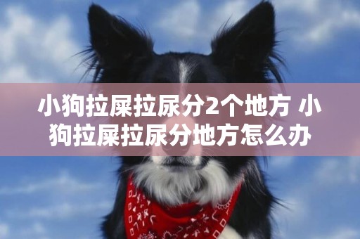小狗拉屎拉尿分2個地方 小狗拉屎拉尿分地方怎么辦