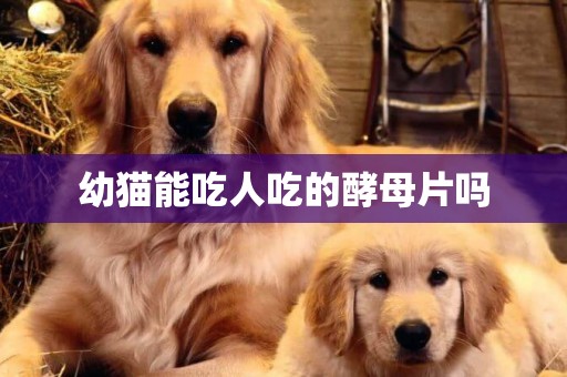 幼貓能吃人吃的酵母片嗎
