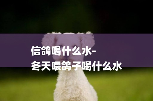 信鴿喝什么水-
冬天喂鴿子喝什么水