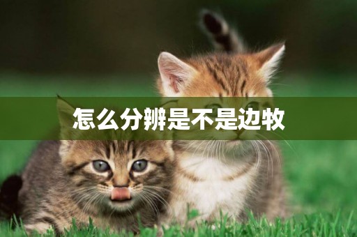 怎么分辨是不是邊牧