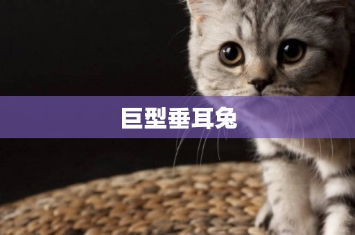 巨型垂耳兔