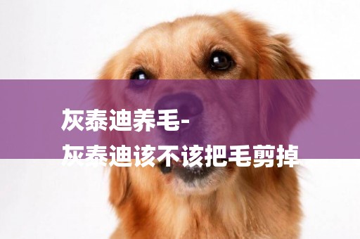灰泰迪養毛-
灰泰迪該不該把毛剪掉