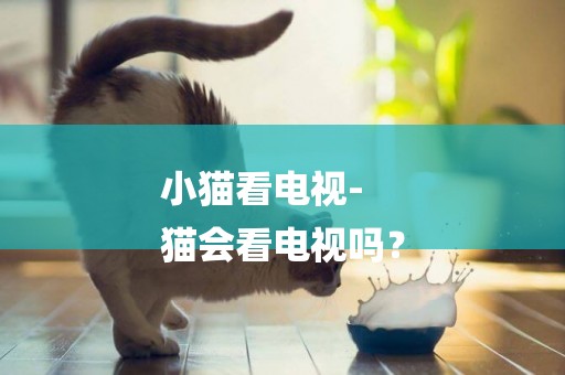 小貓看電視-
貓會看電視嗎？