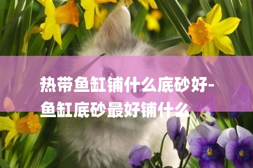 熱帶魚缸鋪什么底砂好-
魚缸底砂最好鋪什么