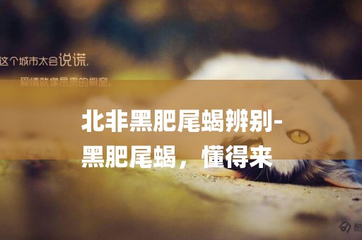 北非黑肥尾蝎辨別-
黑肥尾蝎，懂得來