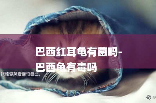 巴西紅耳龜有菌嗎-
巴西龜有毒嗎
