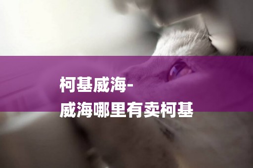 柯基威海-
威海哪里有賣柯基