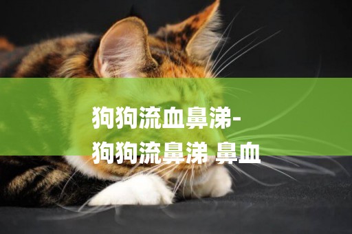 狗狗流血鼻涕-
狗狗流鼻涕 鼻血