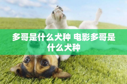 多哥是什么犬種 電影多哥是什么犬種