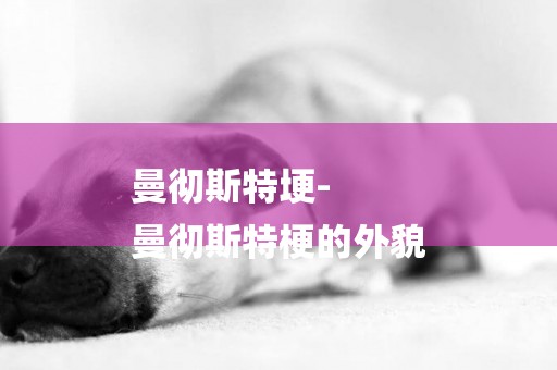 曼徹斯特埂-
曼徹斯特梗的外貌