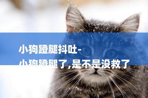 小狗蹬腿抖吐-
小狗蹬腿了,是不是沒救了