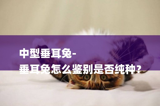 中型垂耳兔-
垂耳兔怎么鑒別是否純種？