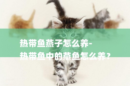 熱帶魚燕子怎么養-
熱帶魚中的燕魚怎么養？