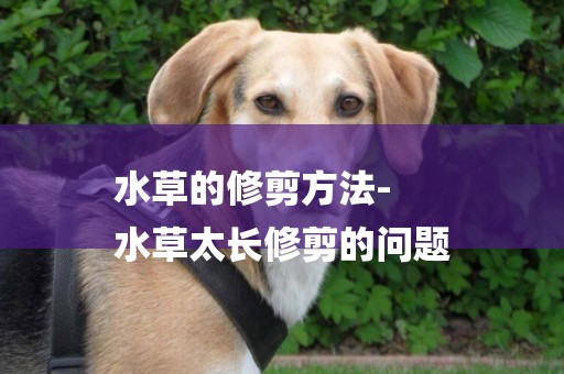 水草的修剪方法-
水草太長修剪的問題