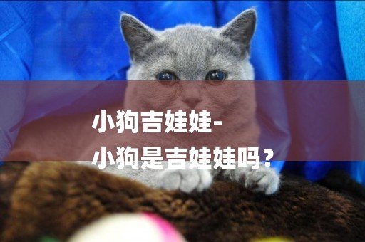 小狗吉娃娃-
小狗是吉娃娃嗎？
