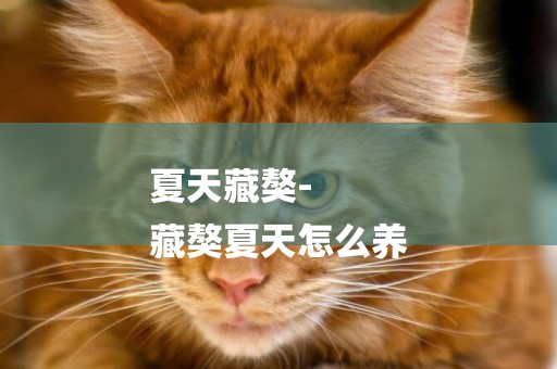 夏天藏獒-
藏獒夏天怎么養
