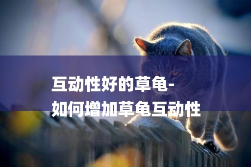 互動性好的草龜-
如何增加草龜互動性