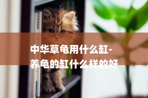 中華草龜用什么缸-
養龜的缸什么樣的好