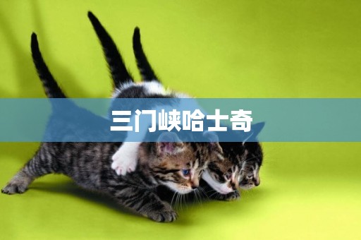 三門峽哈士奇