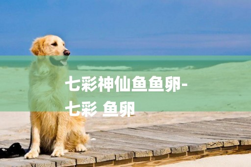 七彩神仙魚魚卵-
七彩 魚卵