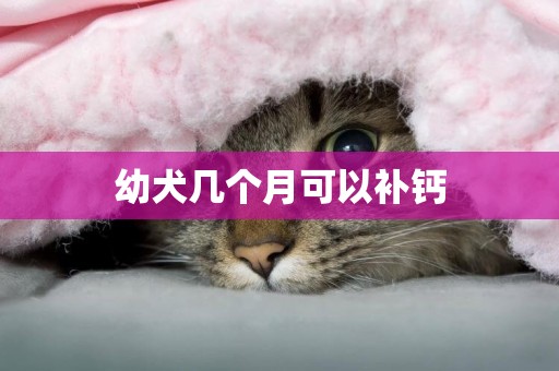 幼犬幾個月可以補鈣