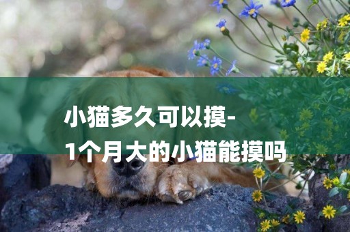 小貓多久可以摸-
1個月大的小貓能摸嗎