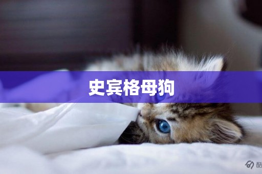 史賓格母狗