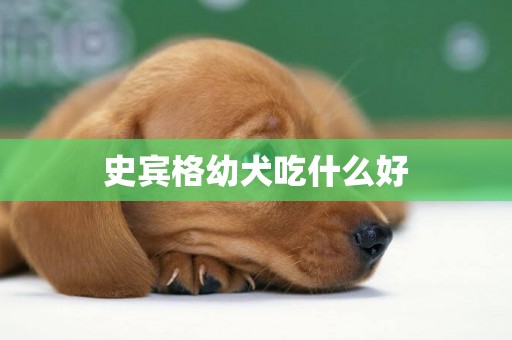 史賓格幼犬吃什么好