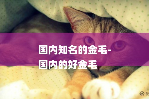 國內知名的金毛-
國內的好金毛
