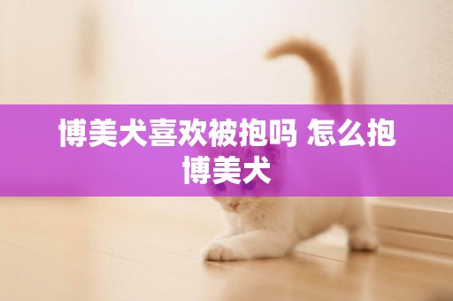 博美犬喜歡被抱嗎 怎么抱博美犬