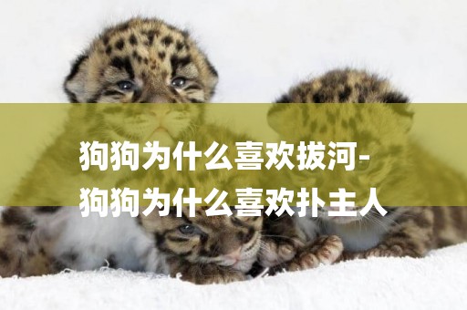 狗狗為什么喜歡拔河-
狗狗為什么喜歡撲主人