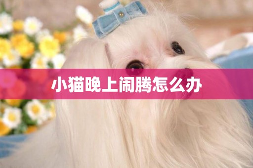 小貓晚上鬧騰怎么辦