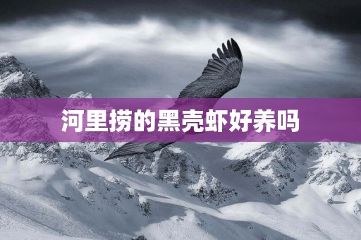 河里撈的黑殼蝦好養嗎