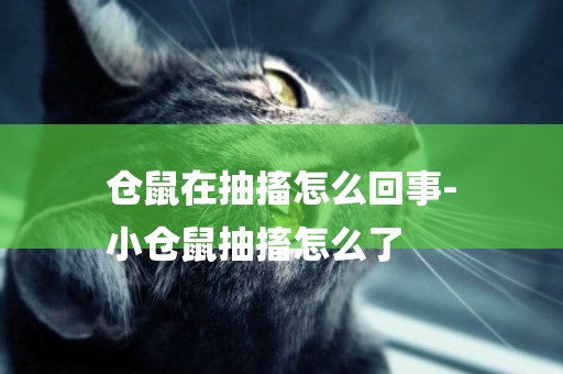 倉鼠在抽搐怎么回事-
小倉鼠抽搐怎么了