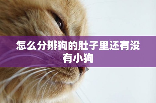 怎么分辨狗的肚子里還有沒有小狗