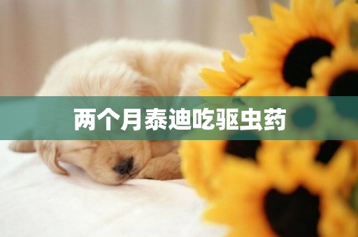兩個月泰迪吃驅蟲藥