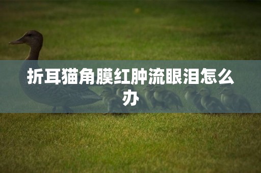 折耳貓角膜紅腫流眼淚怎么辦