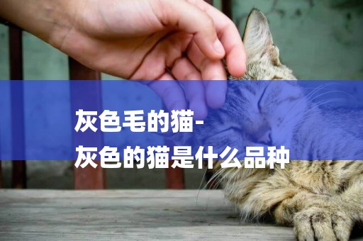 灰色毛的貓-
灰色的貓是什么品種