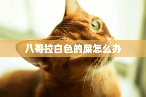 八哥拉白色的屎怎么辦