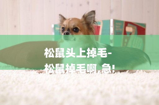 松鼠頭上掉毛-
松鼠掉毛啊,急!