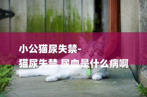 小公貓尿失禁-
貓尿失禁 尿血是什么病啊