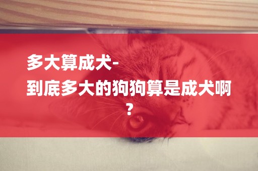 多大算成犬-
到底多大的狗狗算是成犬啊?