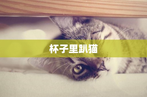杯子里趴貓