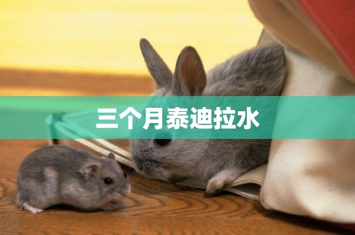 三個月泰迪拉水