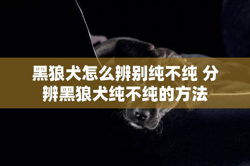 黑狼犬怎么辨別純不純 分辨黑狼犬純不純的方法