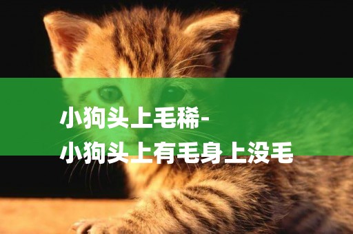 小狗頭上毛稀-
小狗頭上有毛身上沒毛