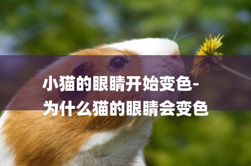 小貓的眼睛開始變色-
為什么貓的眼睛會變色