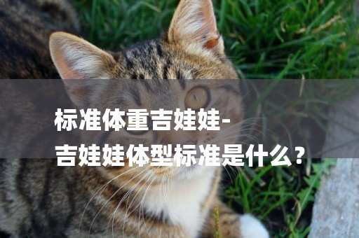 標準體重吉娃娃-
吉娃娃體型標準是什么？