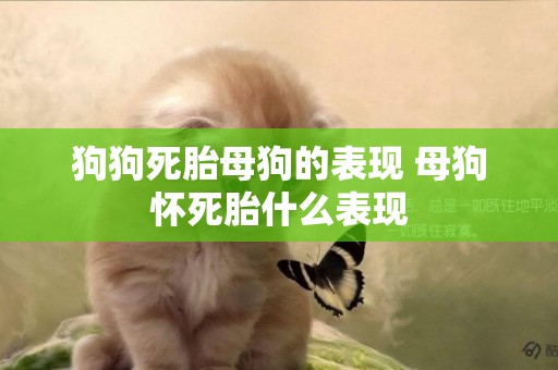 狗狗死胎母狗的表現 母狗懷死胎什么表現