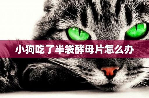 小狗吃了半袋酵母片怎么辦